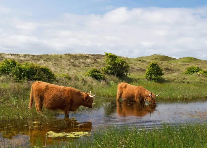BnB Westerduinen, De Bollekamer